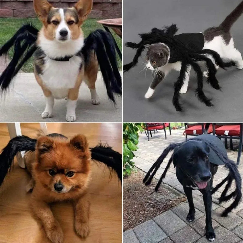 Halloween Pet Spider