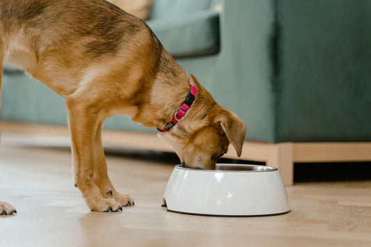 Top 5 Must-Have Luxury Pet Accessories for Stylish Dog Owners