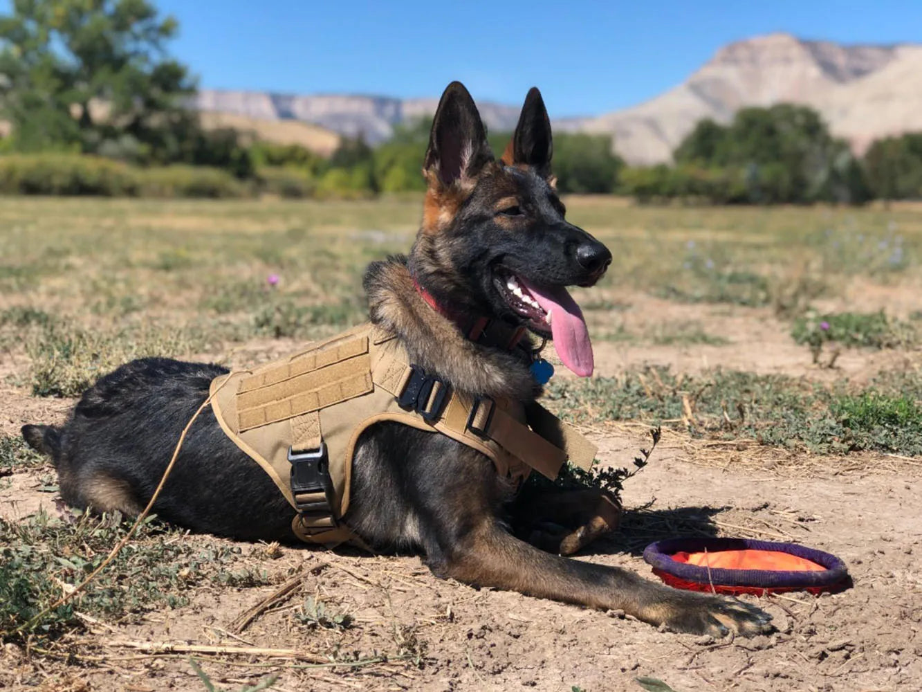 Military Large Dog Tactical Harness