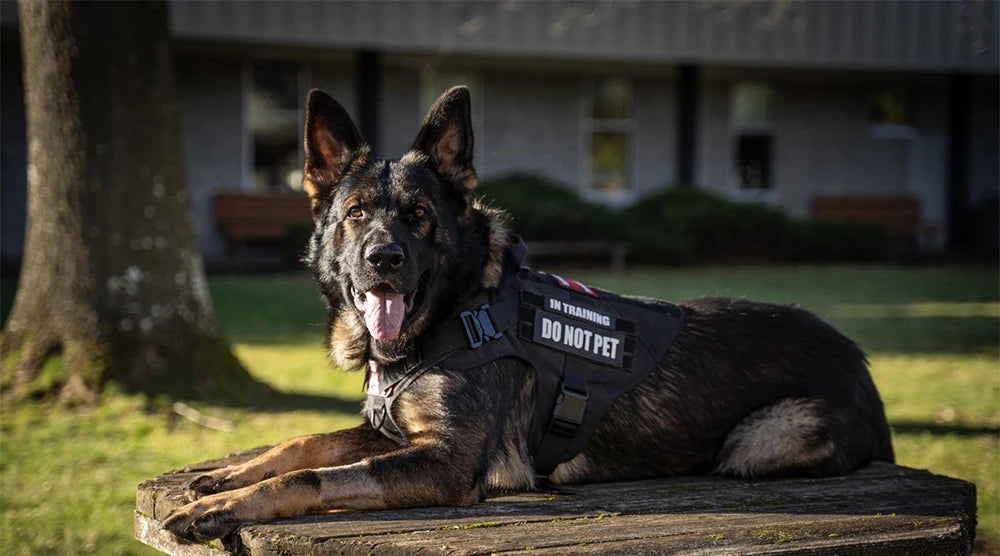 Military Large Dog Tactical Harness