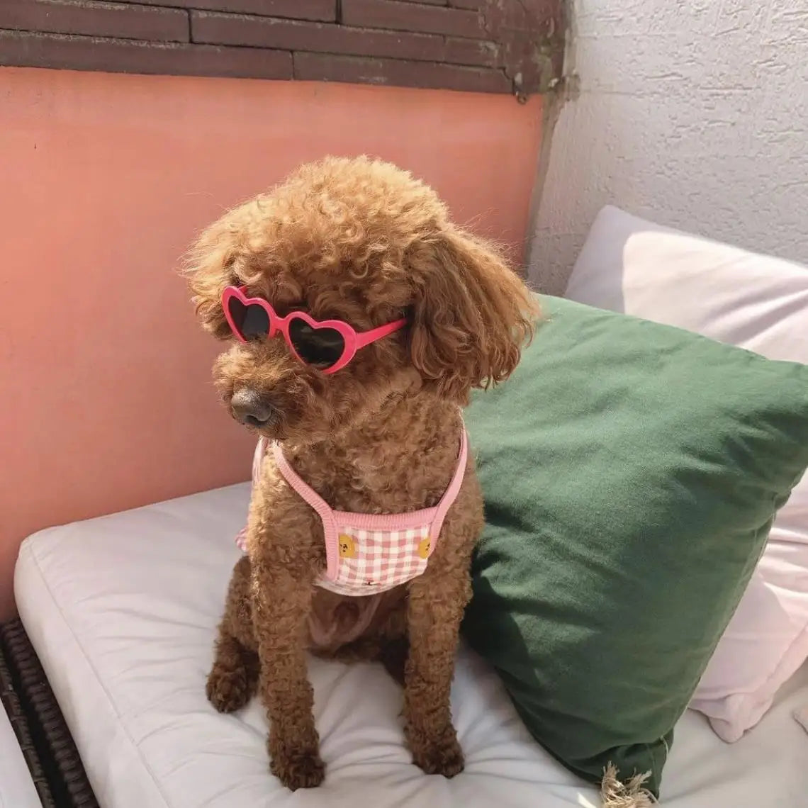 Pet Love Glasses