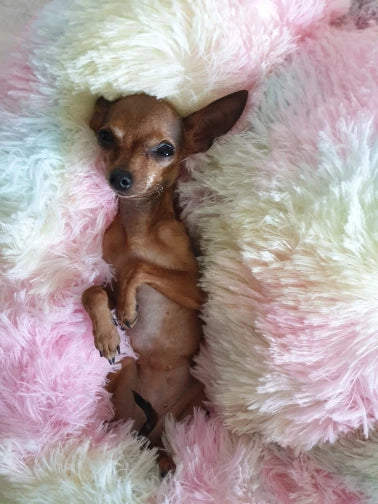 Pet Calming Donut Bed
