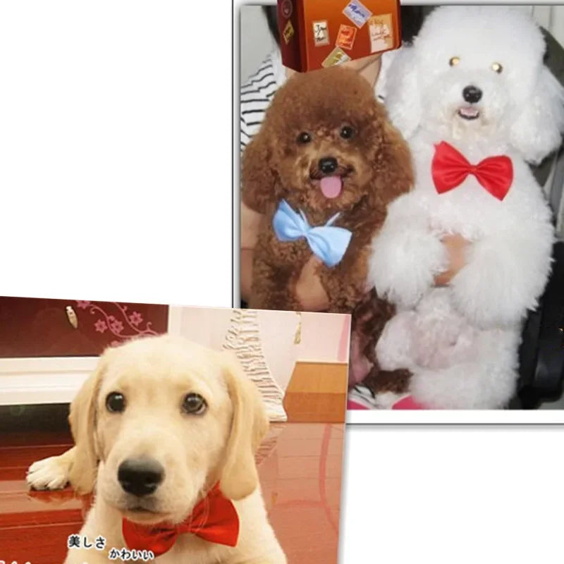 Pet Necklace Adjustable Strap