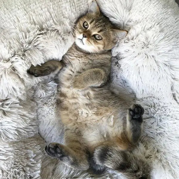 Pet Calming Donut Bed