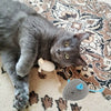 2pcs Soft Interactive Cat Toy
