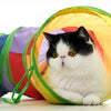 Cat Tunnel Tube