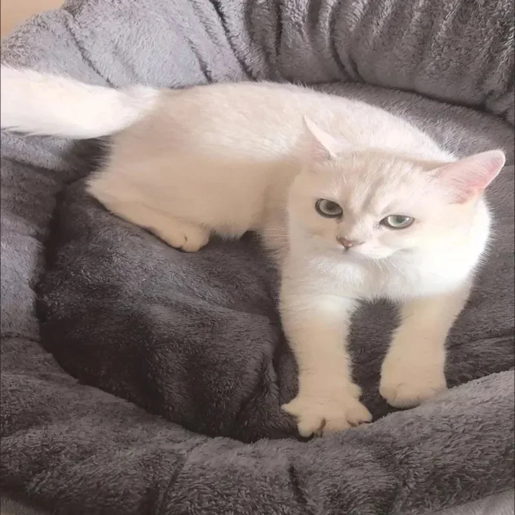 Soft Warm Bed