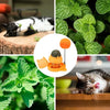 Catnip Wall Toys Rotatable Cat Licking Balls