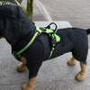 Adjustable Nylon Dog Harness