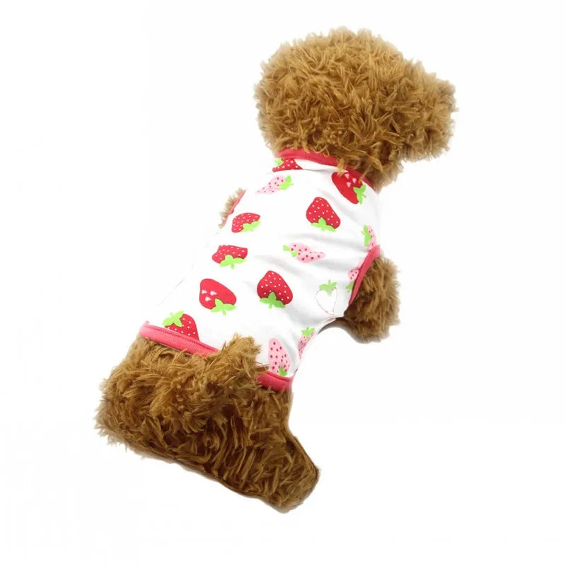Chihuahua Bichon