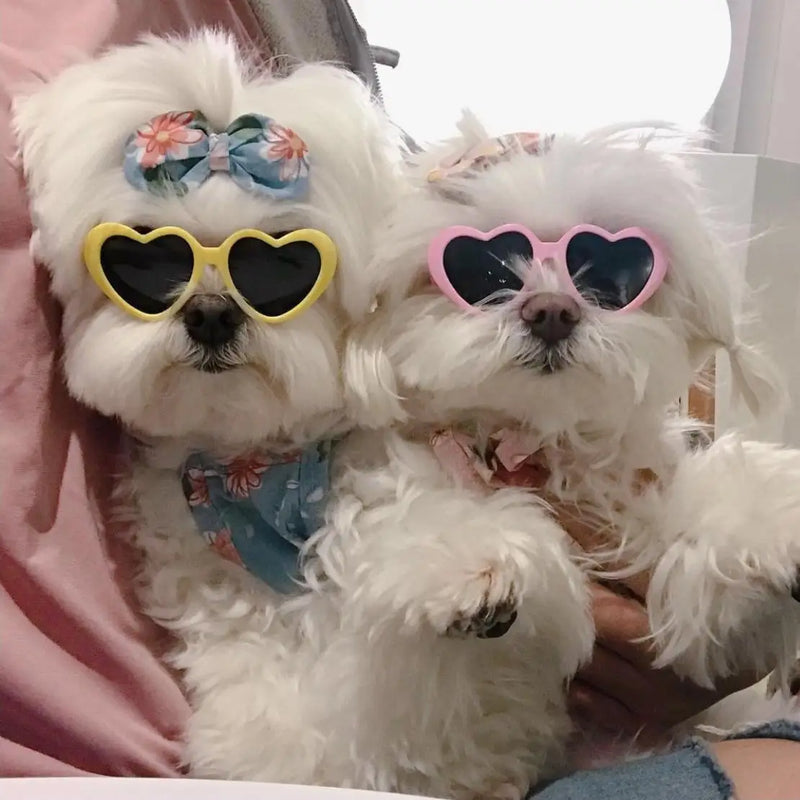 Pet Love Glasses