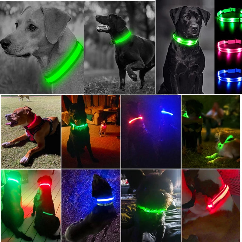 Luminous Collar