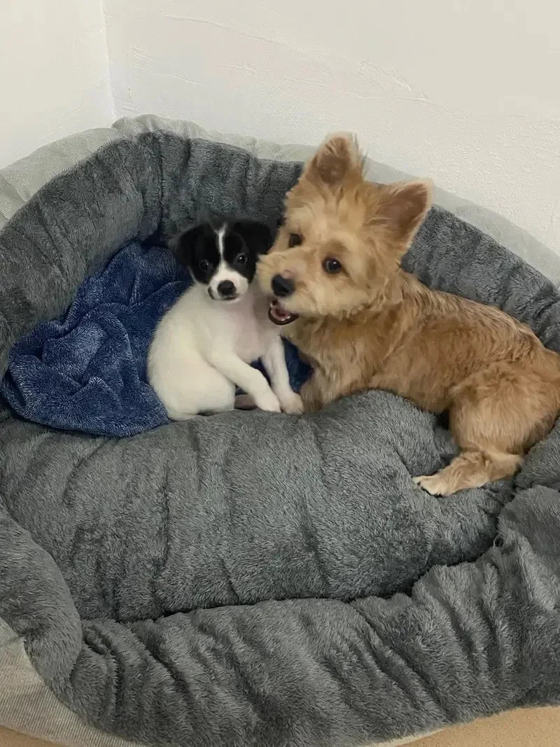 Soft Warm Bed