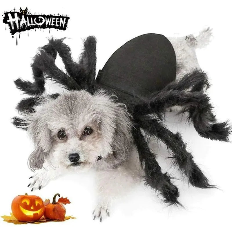 Halloween Pet Spider