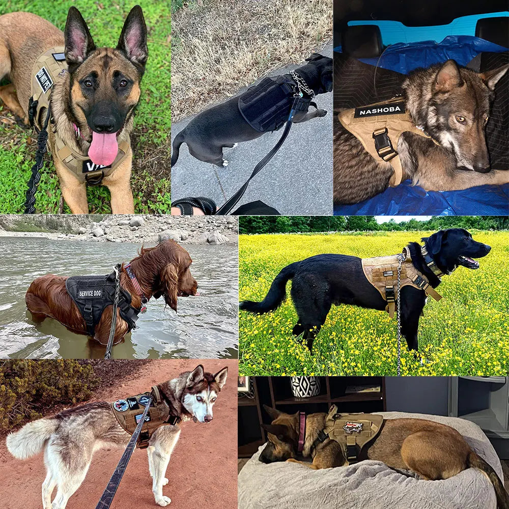 Large Dog Harness Collar Leash